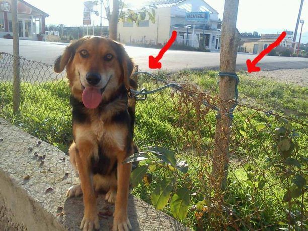 Ζάκυνθος: Έδεσε τον σκύλο με καλώδιο και τον παράτησε